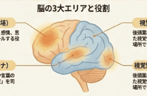 前頭前野（司令塔）、聴覚野（アンテナ）、視覚野（スクリーン）の役割と位置